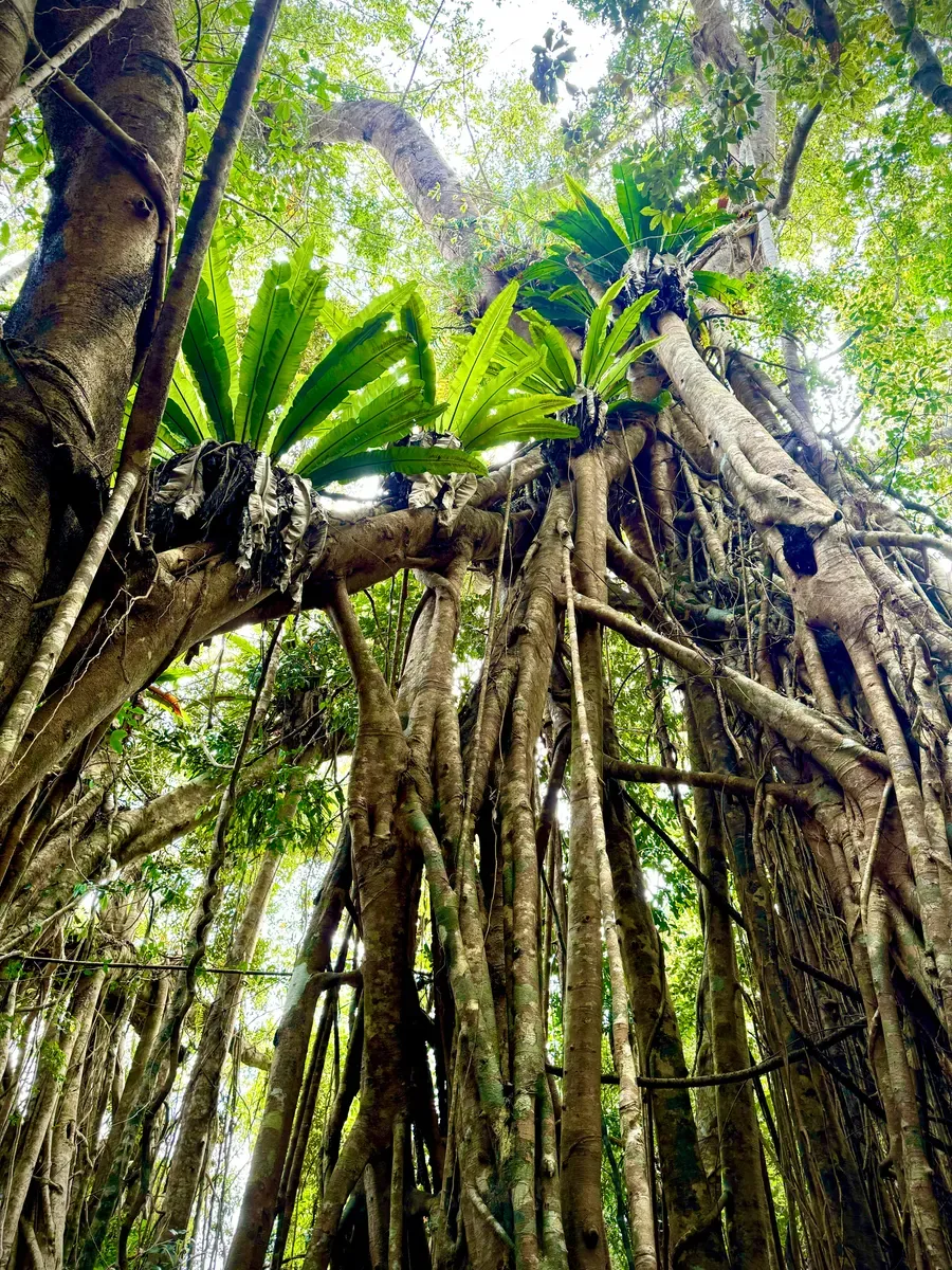 Fig Trees